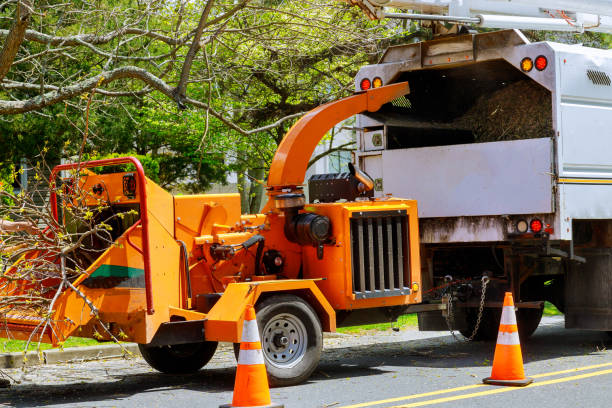 Reliable South Greensburg, PA Tree Removal Solutions